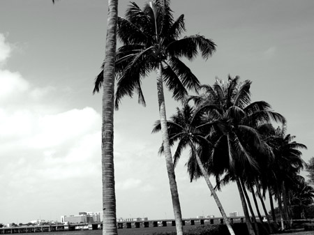 A view of the palm trees from the Flagler Museum